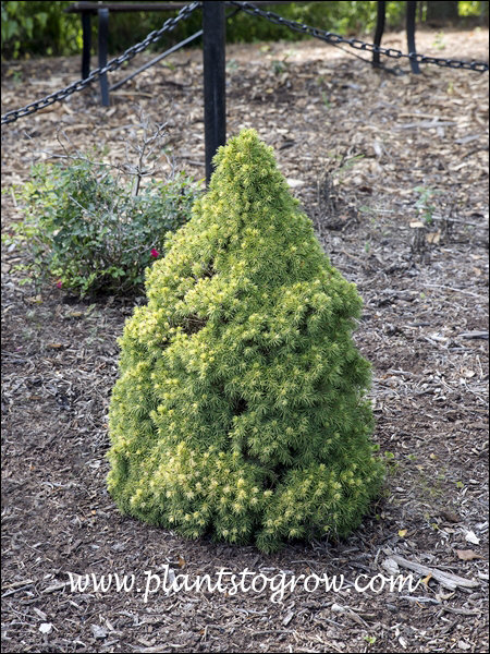 In the spring the new growth has the "pixie dust" coloration.